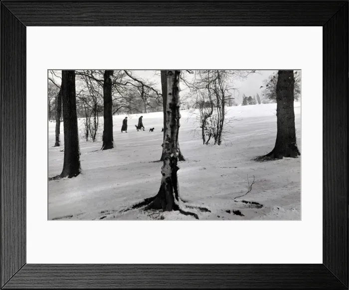 Framed Print : Walking the snow Trees silver birch tree snow snowy weather seasons Framed Print : Walking the snow Trees silver birch tree snow snowy weather seasons