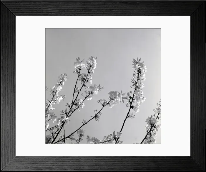 Framed Print : Japanese Cherry Trees Flowers Japanese Cherry Blossom weather seasons Spring