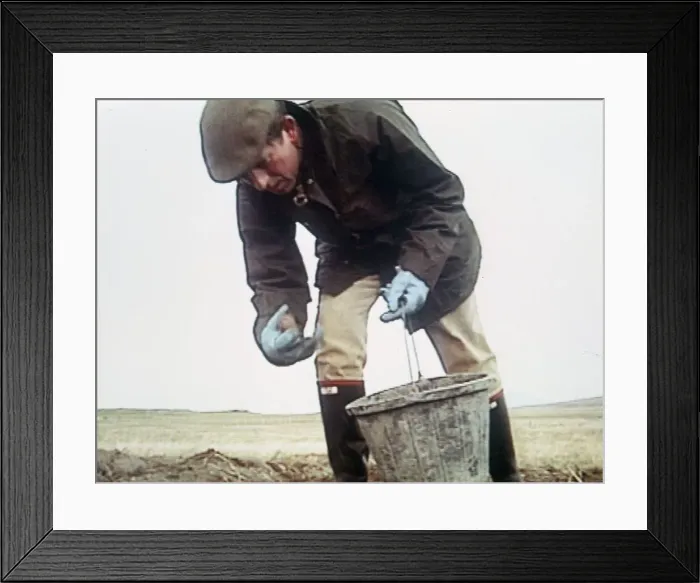 Framed Print : Prince Charles picking potatoes with bucket 1992 Framed Print : Prince Charles picking potatoes with bucket 1992