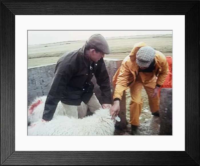 Framed Print : Prince Charles dipping sheep with helper on farm 1992 Framed Print : Prince Charles dipping sheep with helper on farm 1992