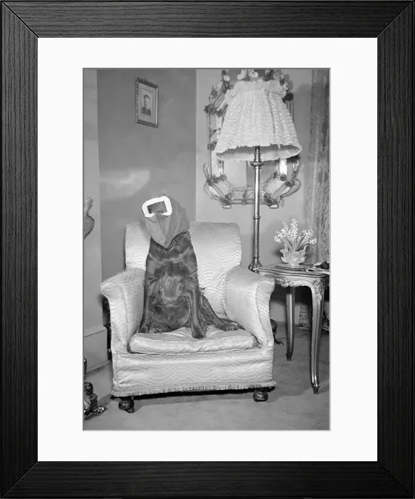 Framed Print : Gas Masks for Dogs circa 1945