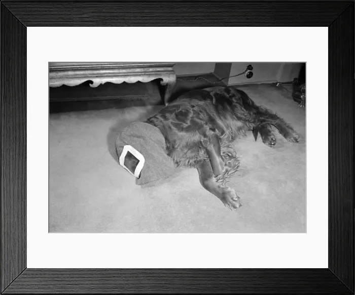 Framed Print : Gas Masks for Dogs circa 1945 Framed Print : Gas Masks for Dogs circa 1945