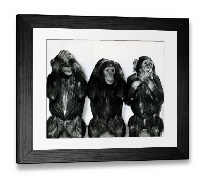 Framed Print : Chimpanzees from Twycross Zoo in Leicestershire pose for Daily Mirror photographer Arthur Framed Print : Chimpanzees from Twycross Zoo in Leicestershire pose for Daily Mirror photographer Arthur