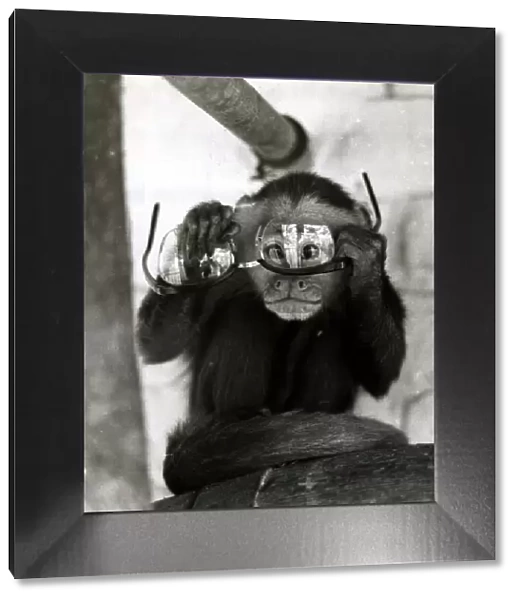 Capi the monkey plays with a pair of glasses at Belle Vue Zoo in Manchester October
