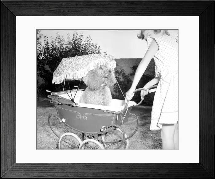 Framed Print : Poodle in pram, July 1955 Mischa the French Poodle is pished around in a doll Framed Print : Poodle in pram, July 1955 Mischa the French Poodle is pished around in a doll