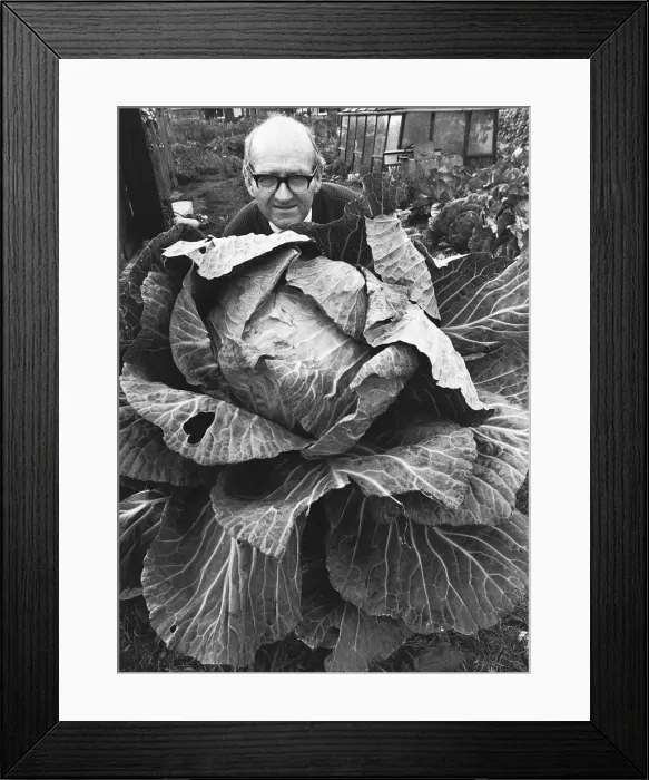 Framed Print : John McLoughlin grows mammoth plants with the pigeon droppings he collects from his loft Framed Print : John McLoughlin grows mammoth plants with the pigeon droppings he collects from his loft