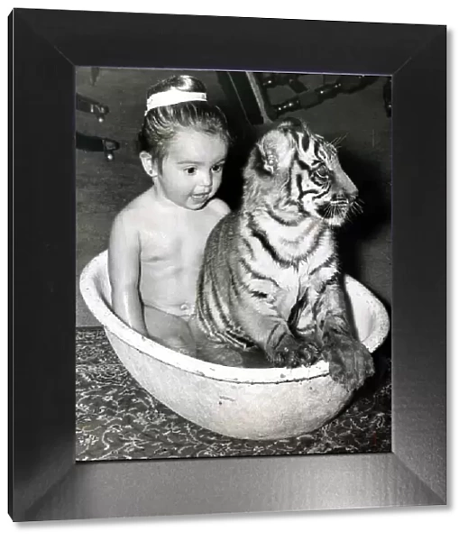 Bath time is play time for 3 year old Sally Anne Duggan - her pet tigers Sari Dahlia