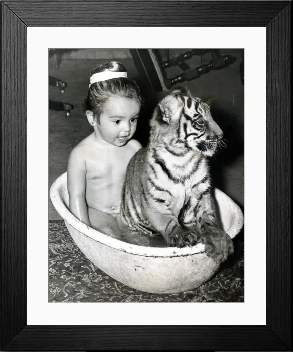 Framed Print : Bath time is play time for 3 year old Sally Anne Duggan - her pet tigers Sari Dahlia