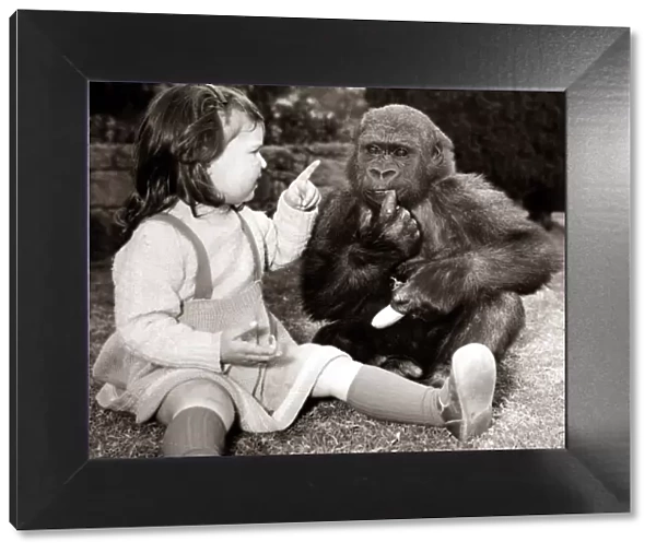 Caroline Smith befriends a three year old gorilla N