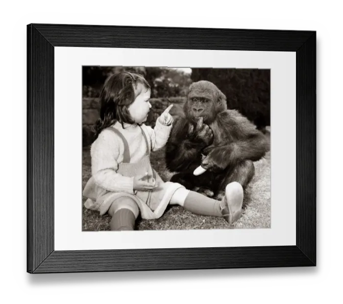 Framed Print : Caroline Smith befriends a three year old gorilla N Framed Print : Caroline Smith befriends a three year old gorilla N