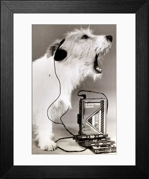 Framed Print : dog singing along to music played on a walkman wearing earphones mouth open howling Framed Print : dog singing along to music played on a walkman wearing earphones mouth open howling