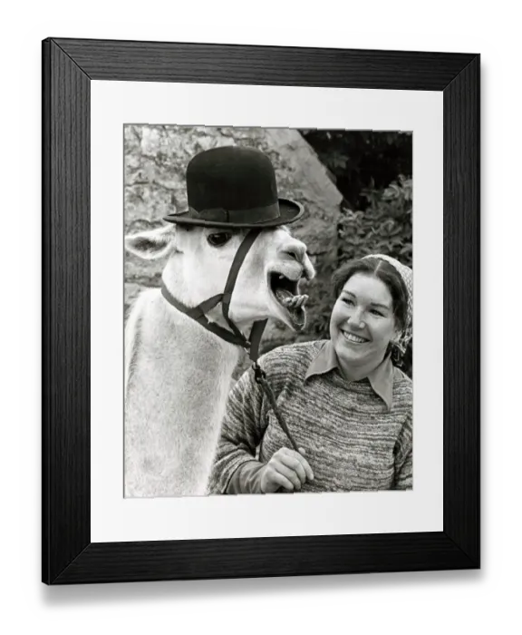 Framed Print : Libby the Llama wearing a bowler hat with owner Julie Cook in her tiny Yorkshire village Framed Print : Libby the Llama wearing a bowler hat with owner Julie Cook in her tiny Yorkshire village