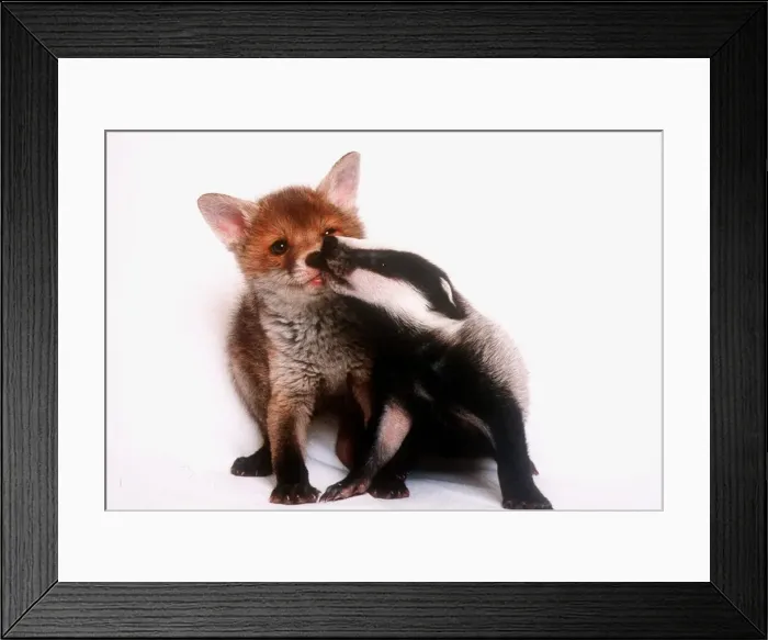 Framed Print : A tale of two cubs - shes always badgering that fox for a kiss Framed Print : A tale of two cubs - shes always badgering that fox for a kiss