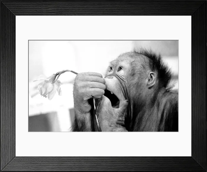 Framed Print : Animals - monkeys - humour Asimath the orang-utan playing with  /  eating a daffodil
