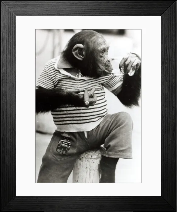 Framed Print : Sofia the Chimpanzee wearing a striped top with trousers and smoking a cigar