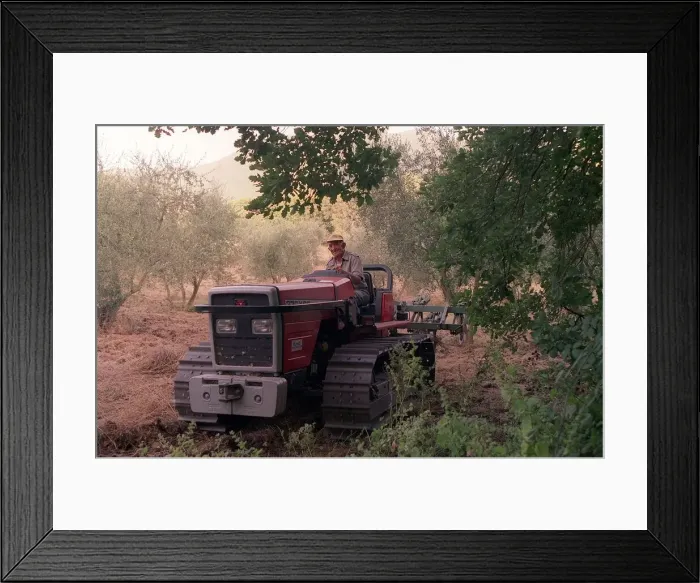 Framed Print : Olive Farmer known as a Contadino cleaning an Olive grove in the hills of Monte Sabbini Framed Print : Olive Farmer known as a Contadino cleaning an Olive grove in the hills of Monte Sabbini