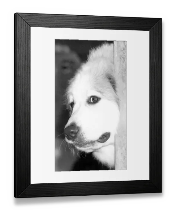 Framed Print : Waiting in the wings. A huge Pyrenean dog sits in its kennel ready for it Framed Print : Waiting in the wings. A huge Pyrenean dog sits in its kennel ready for it