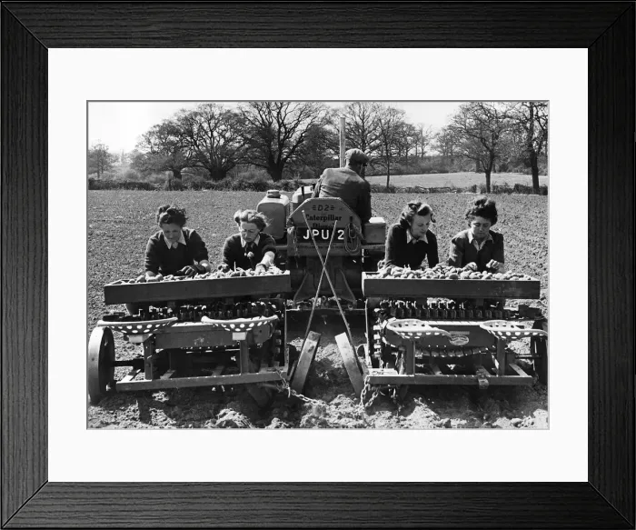 Framed Print : Girls of the Womens Land Army organisation sowing potatoes on a farm in Essex with a Framed Print : Girls of the Womens Land Army organisation sowing potatoes on a farm in Essex with a