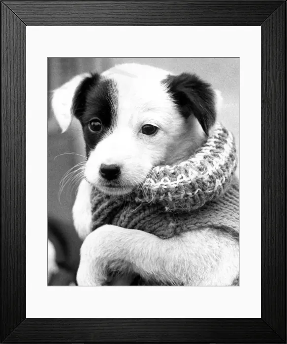Framed Print : A six week old puppy, living at the Honiley National Canine Defence League kennels Framed Print : A six week old puppy, living at the Honiley National Canine Defence League kennels