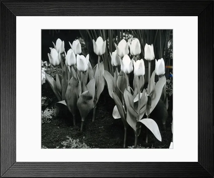 Framed Print : Tulips in full bloom March 1959 Framed Print : Tulips in full bloom March 1959