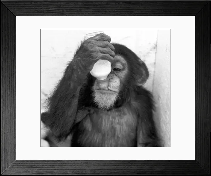 Framed Print : Chimpanzee at Southam zoo, Warwickshire. August 28th 1967 Local Caption Neg Framed Print : Chimpanzee at Southam zoo, Warwickshire. August 28th 1967 Local Caption Neg