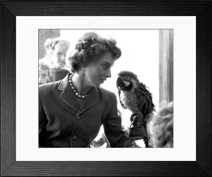 Framed Print : Lady with a parrot in a pet shop, Coventry July 1962 Local Caption Neg no Framed Print : Lady with a parrot in a pet shop, Coventry July 1962 Local Caption Neg no