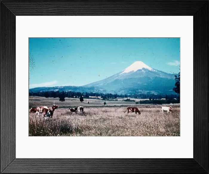 Framed Print : Peruvian Andes mountains Peru field cattle mountain Framed Print : Peruvian Andes mountains Peru field cattle mountain