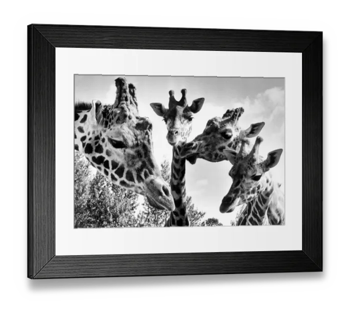 Framed Print : Giraffes at Twycross zoo, Warwickshire. 11th October 1985 Framed Print : Giraffes at Twycross zoo, Warwickshire. 11th October 1985