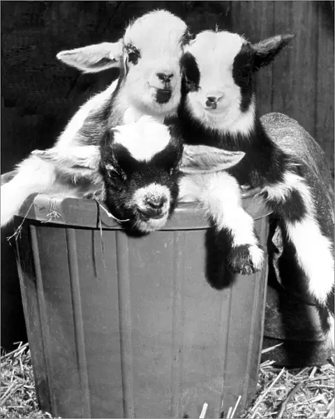 A basket full of trouble in the shape of four pygmy goats which were born at Coombe Abbey