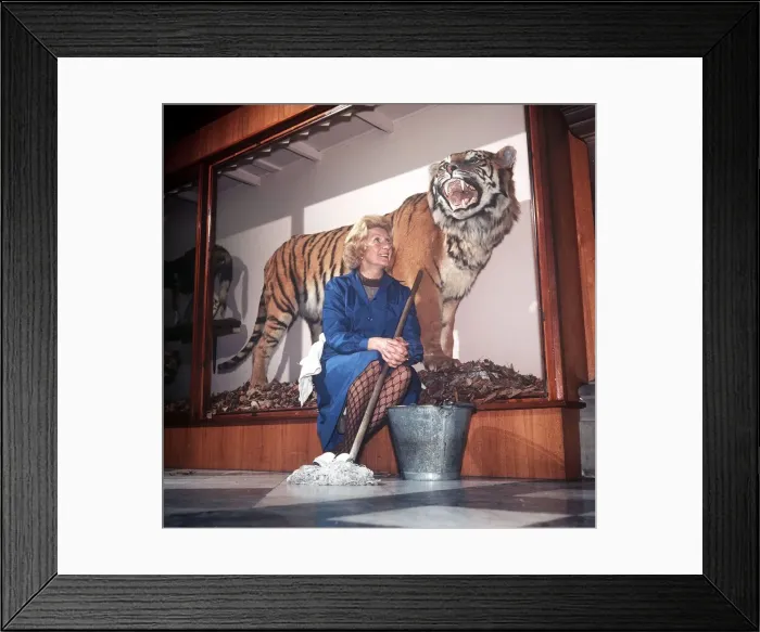 Framed Print : Glasgow Art Museum Nov 1972 Stuffed Tiger (Sam) get a cleaning from Jeannie Framed Print : Glasgow Art Museum Nov 1972 Stuffed Tiger (Sam) get a cleaning from Jeannie
