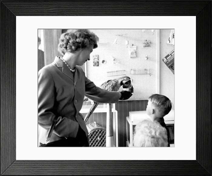 Framed Print : Parrot in pet shop watched by children, Coventry July 1962 Local Caption