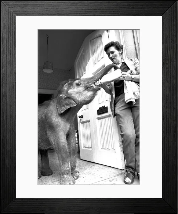 Framed Print : Seven-month-old baby Indian elephant called Iris is being bottle fed by Twycross zoo