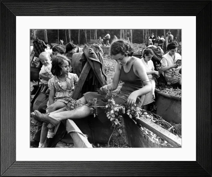 Framed Print : Hop picking in progress in the Kent Country Women hard at work with branches of Framed Print : Hop picking in progress in the Kent Country Women hard at work with branches of