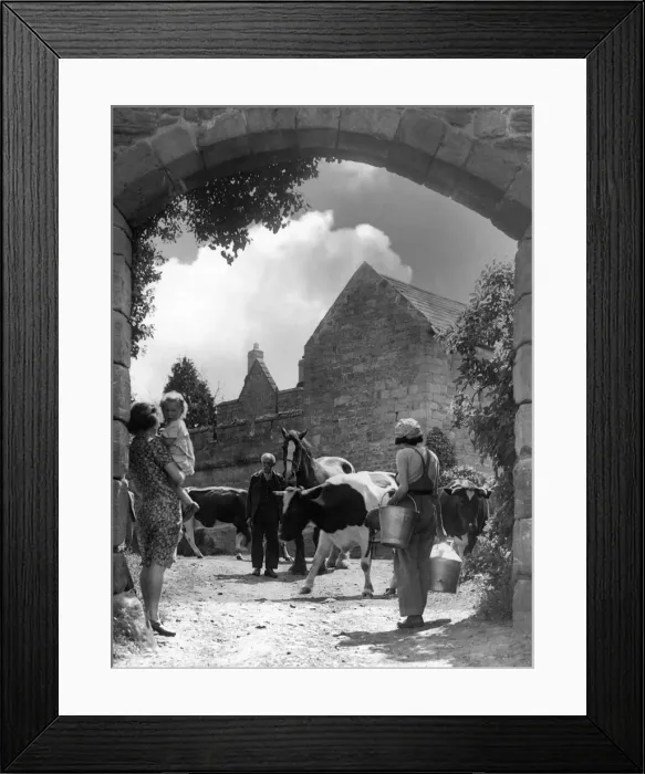 Framed Print : The cows come home at Aydon Castle Farm to be milked Framed Print : The cows come home at Aydon Castle Farm to be milked