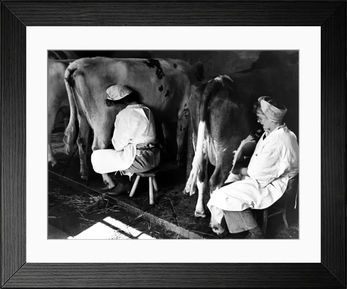 Framed Print : Womans Land Army Land Girls milking cows in Hertfordshire. circa 1945 Framed Print : Womans Land Army Land Girls milking cows in Hertfordshire. circa 1945