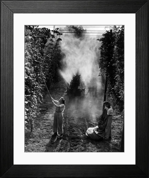 Framed Print : Landgirls are pulling down branches of hops that are infected with mildew as the special Framed Print : Landgirls are pulling down branches of hops that are infected with mildew as the special