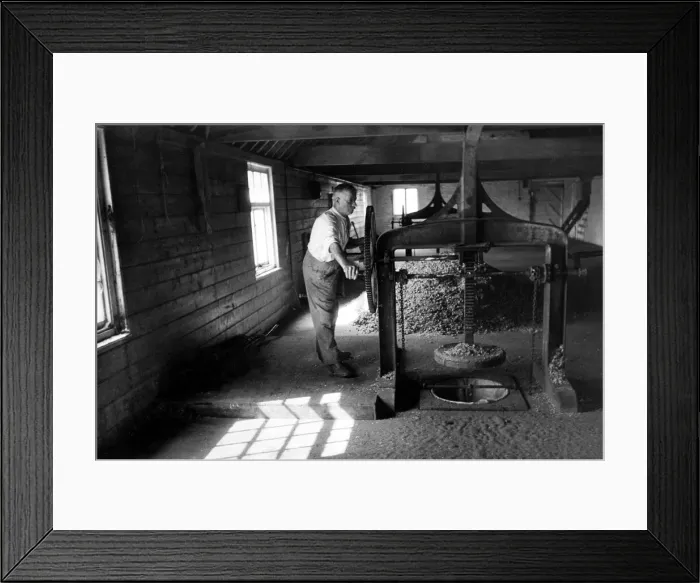 Framed Print : At work in the hops houses at the press -September 1935 Hops picking in Whitheads