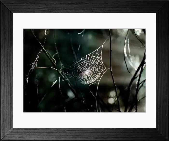 Framed Print : A spiders web hangs delicatley from the branches of a tree deep in a dark wood Framed Print : A spiders web hangs delicatley from the branches of a tree deep in a dark wood