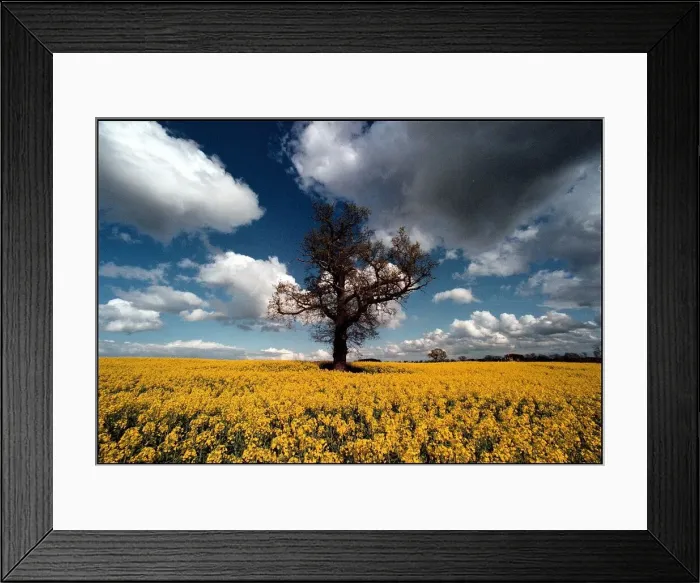Framed Print : A glorious splash of colour in a field of rape seed on land at Coughton near Alcester Framed Print : A glorious splash of colour in a field of rape seed on land at Coughton near Alcester