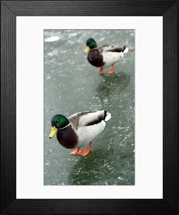 : Ducks treading on very thin ice at Canon Hill Park : Ducks treading on very thin ice at Canon Hill Park