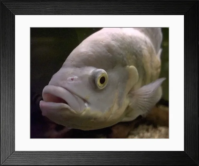 Framed Print : A white oscar fish