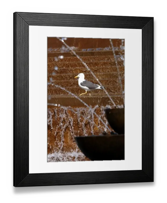 Framed Print : Even the seagulls were feeling the heat! This one cooled down in the fountain in Victoria