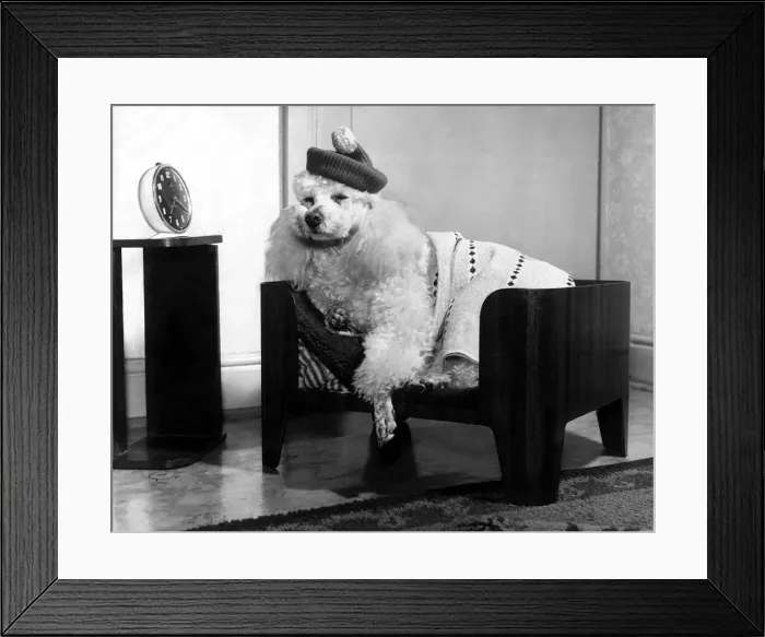 Framed Print : Beds for dogs - A dogs delight! Simon the Poodle looks forward to going to his bed Framed Print : Beds for dogs - A dogs delight! Simon the Poodle looks forward to going to his bed
