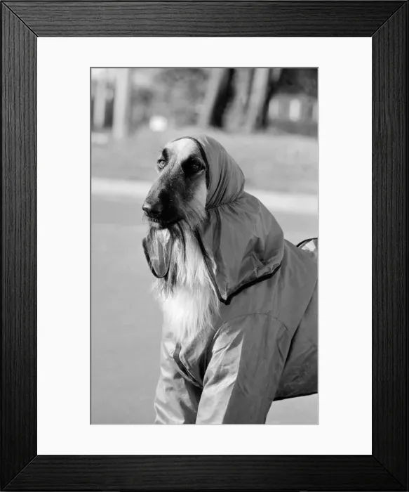 Framed Print : Hassan in his mauve trouser suit Two year old Alyshan Hassan an Afghan Hound is