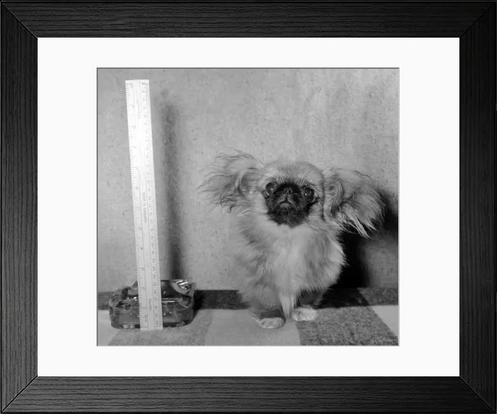Framed Print : Tichy-Tich the Pekingese cat is fully grown and stands at just over 8 inces tall Framed Print : Tichy-Tich the Pekingese cat is fully grown and stands at just over 8 inces tall
