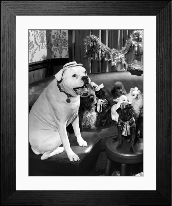 Framed Print : A party for dogs was held at the Devonshire Arms, Moreton Street Framed Print : A party for dogs was held at the Devonshire Arms, Moreton Street