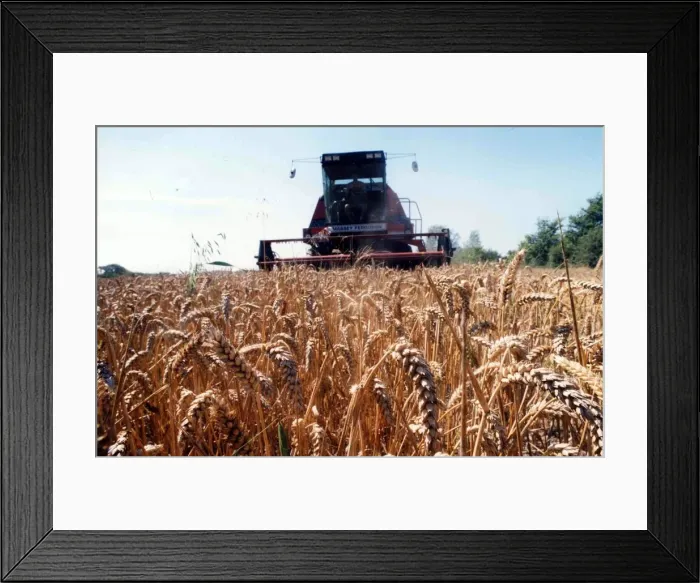Framed Print : A typical countryside picture showing harvest time and a combine harvester working in a Framed Print : A typical countryside picture showing harvest time and a combine harvester working in a
