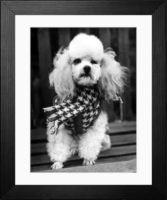 Framed Print : Tiny poodle Merymorn Lori models the latest in doggie fashions - a black