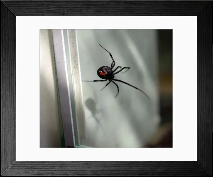 Framed Print : The Black Widow spider that was found at Jaguar and is now residing at the Stratford Framed Print : The Black Widow spider that was found at Jaguar and is now residing at the Stratford