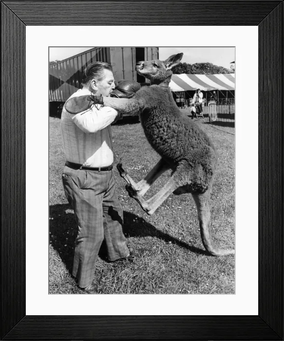 Framed Print : A kangaroo in a sparring session with owner Jacko Fossett Framed Print : A kangaroo in a sparring session with owner Jacko Fossett